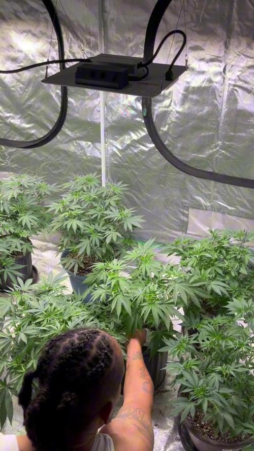 Fastbuds 42 grow