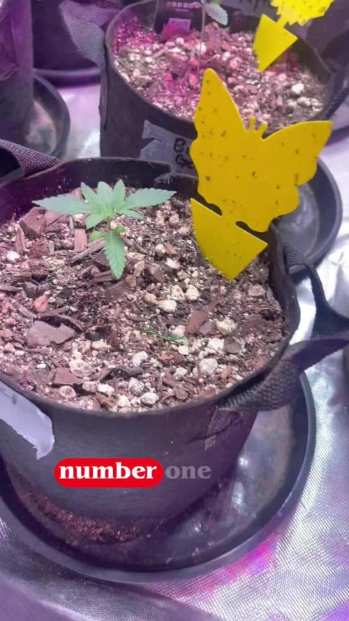 Fastbuds 42 grow