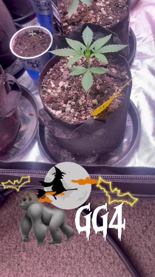 Fastbuds 42 grow