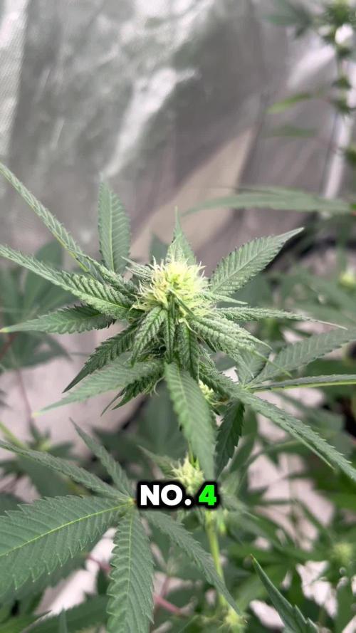 Fastbuds 42 grow