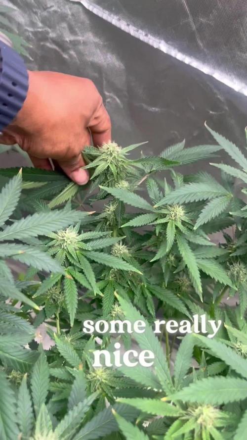 Fastbuds 42 grow