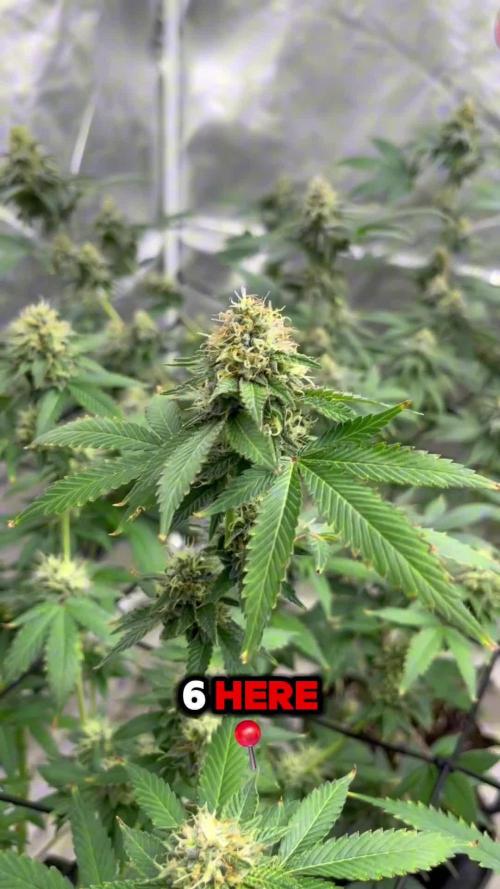 Fastbuds 42 grow