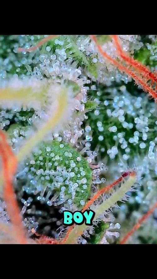 Fastbuds 42 grow