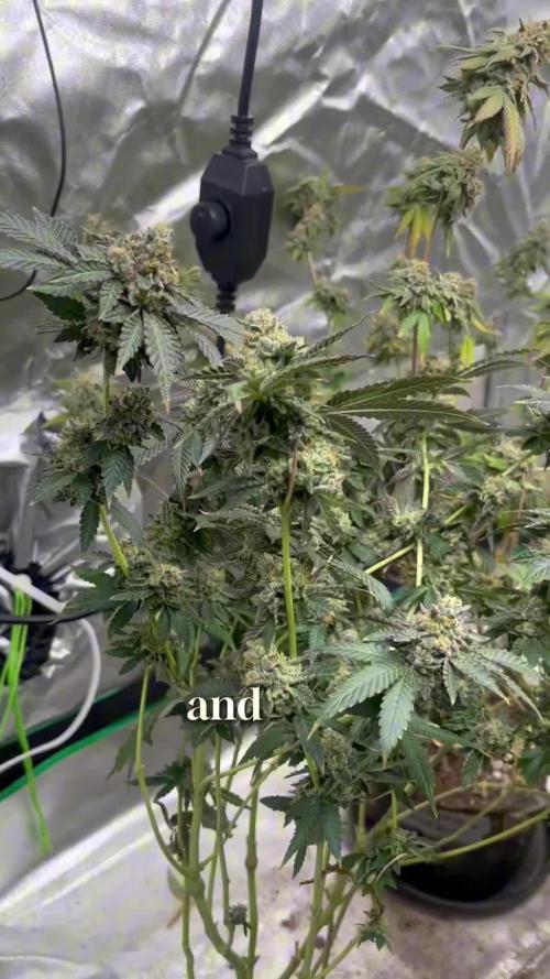 Fastbuds 42 grow