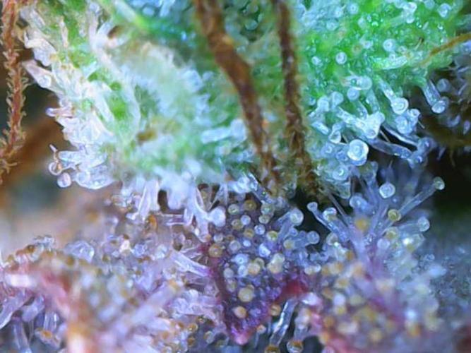 Barneys Farm. Week 13