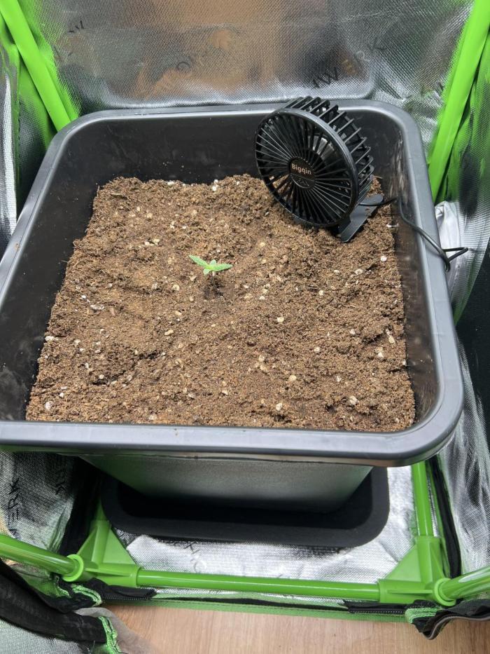 Strawberry Banana Auto. Week 0 - Strawberry Banana 