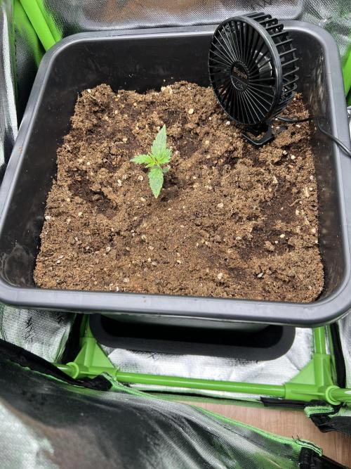 Strawberry Banana Auto. Week 1