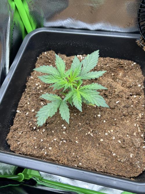 Strawberry Banana Auto. Week 2