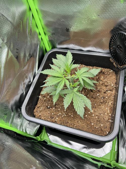 Strawberry Banana Auto. Week 3