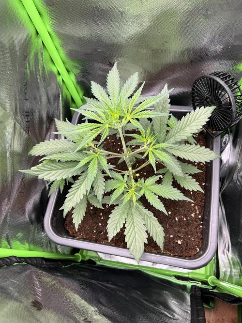 Strawberry Banana Auto. Week 4