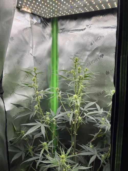 Strawberry Banana Auto. Week 5