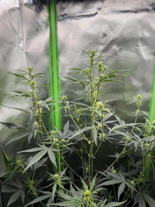 Strawberry Banana Auto. Week 5