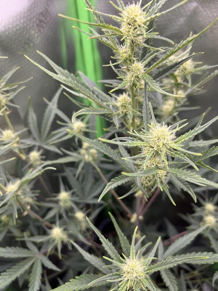 Strawberry Banana Auto. Week 6