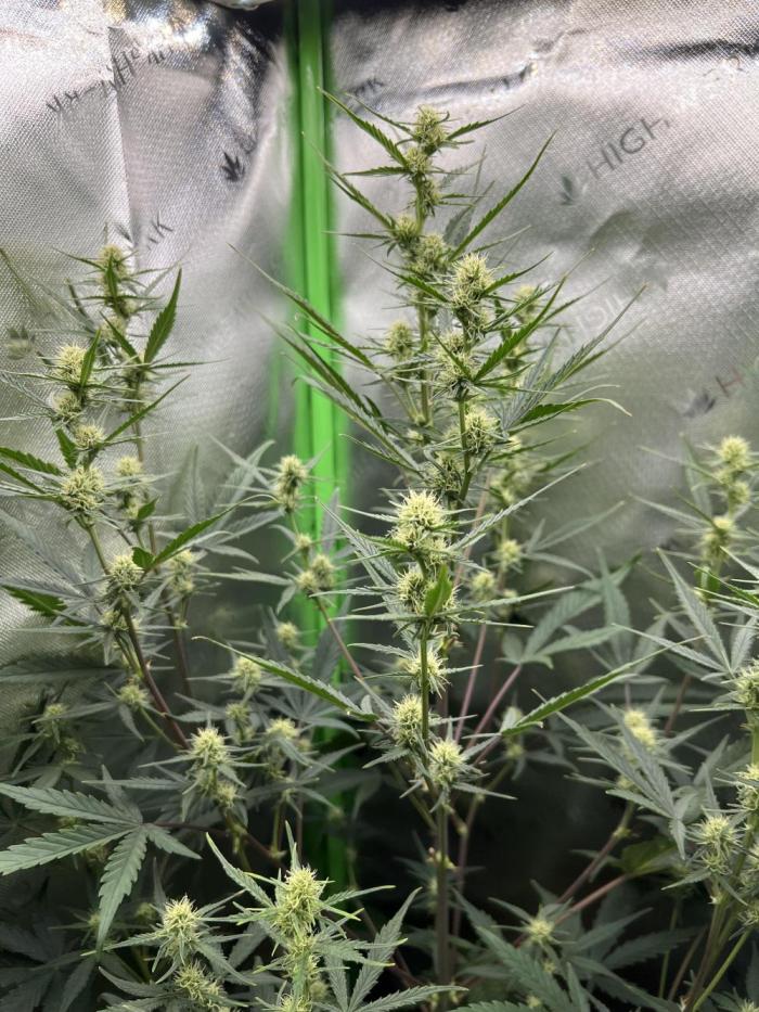 Strawberry Banana Auto. Week 7