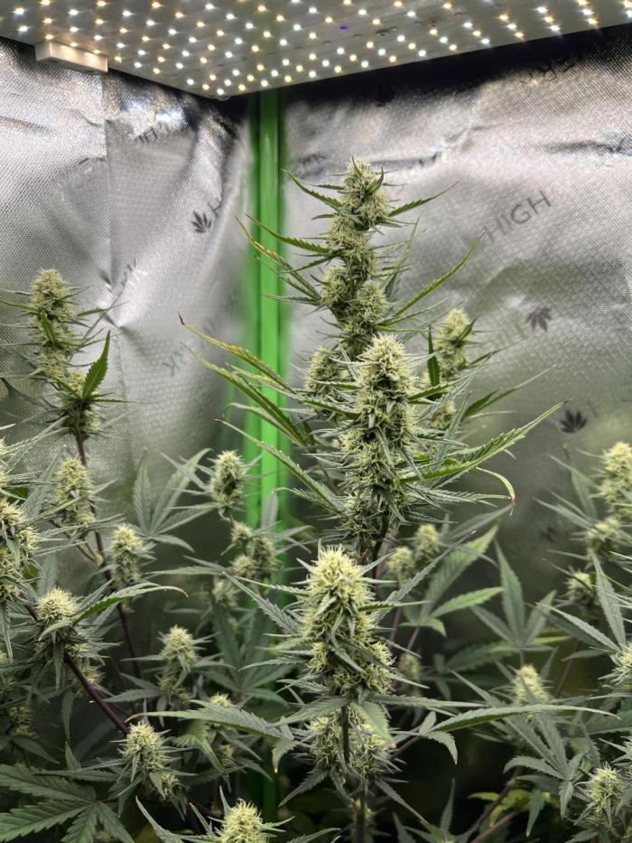 Strawberry Banana Auto. Week 8