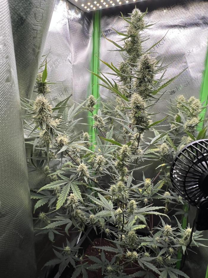 Strawberry Banana Auto. Week 9