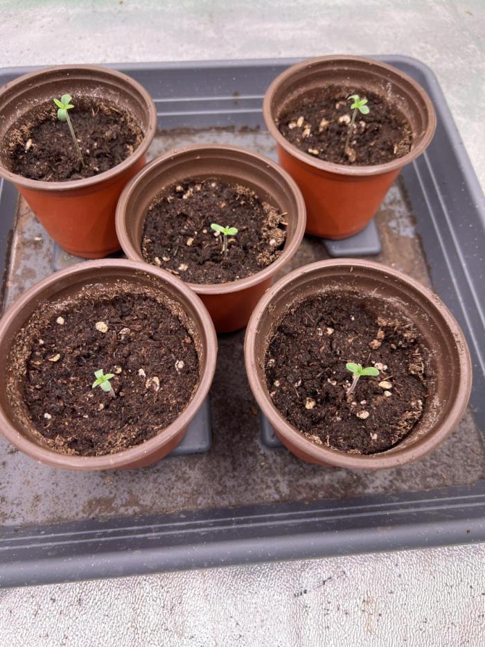 Roswell Code. Week 0