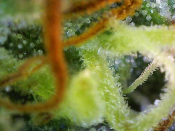 Strawberry Banana Auto. Week 10