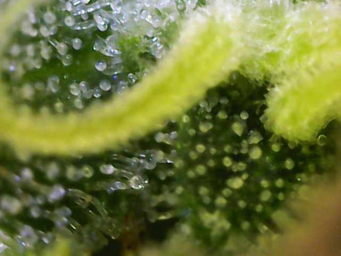 Strawberry Banana Auto. Week 10