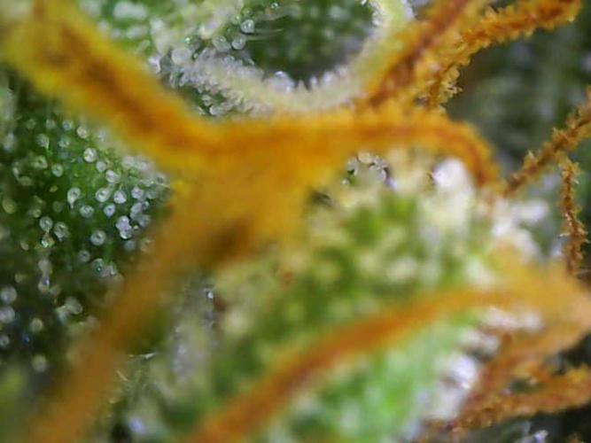 Strawberry Banana Auto. Week 10