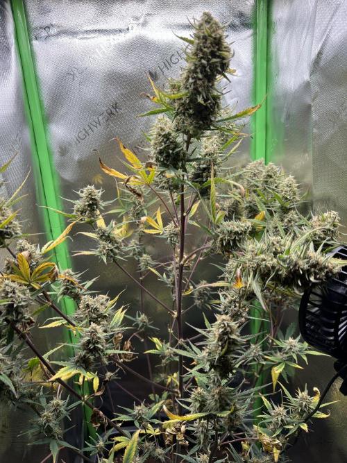 Strawberry Banana Auto. Week 10