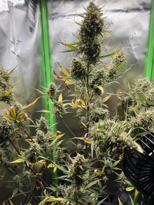 Strawberry Banana Auto. Week 10