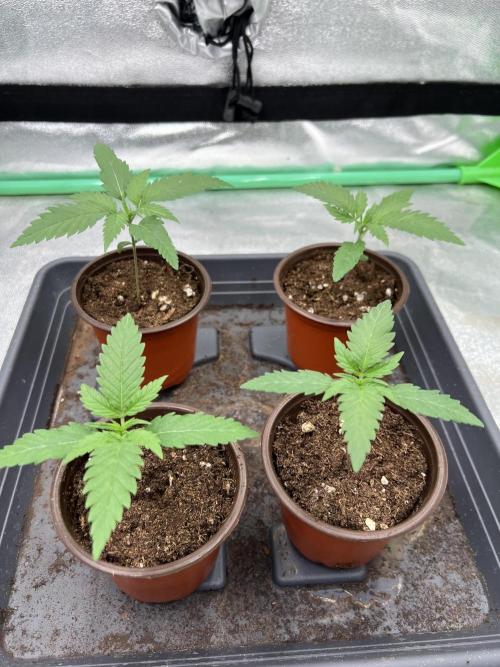 Roswell Code. Week 1