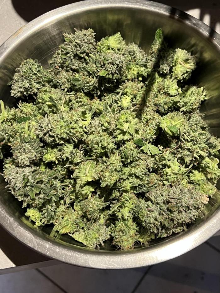 Barneys Farm. Week 13