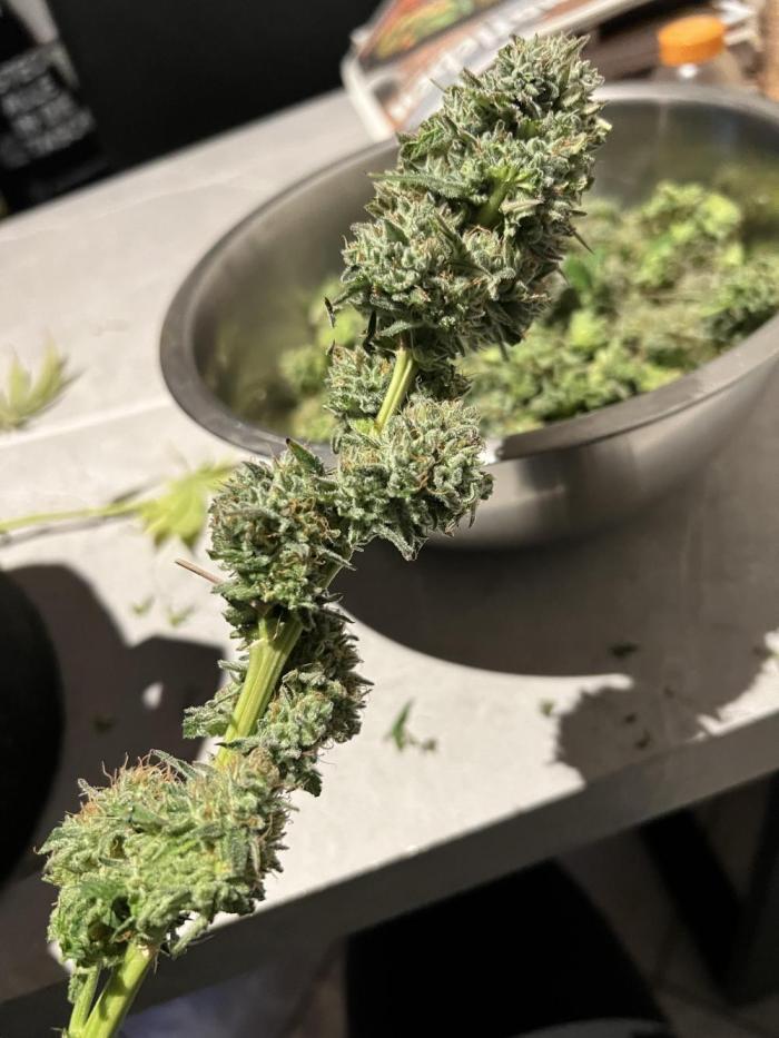 Barneys Farm. Week 13