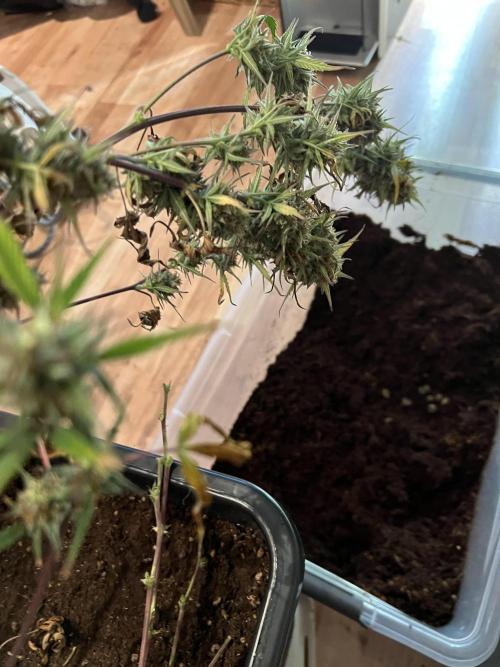 Strawberry Banana Auto. Week 11