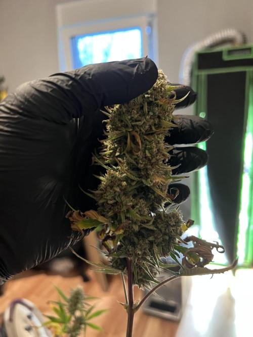 Strawberry Banana Auto. Week 11