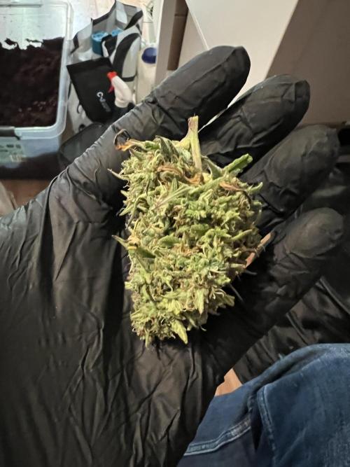 Strawberry Banana Auto. Week 11