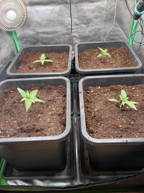 Roswell Code. Week 2