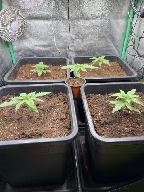 Roswell Code. Week 2