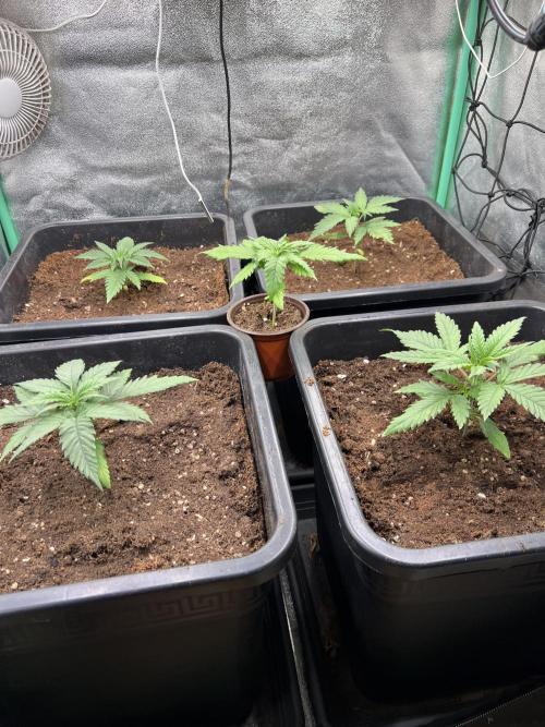 Roswell Code. Week 2