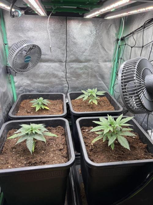 Roswell Code. Week 3