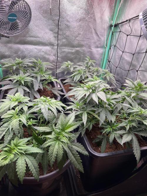 Roswell Code. Week 4