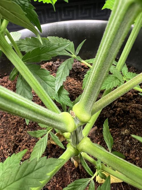 Roswell Code. Week 4