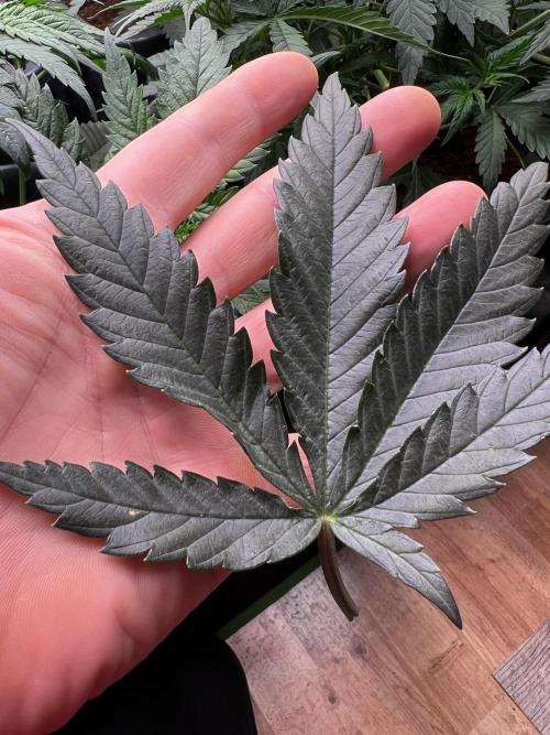 Roswell Code. Week 4