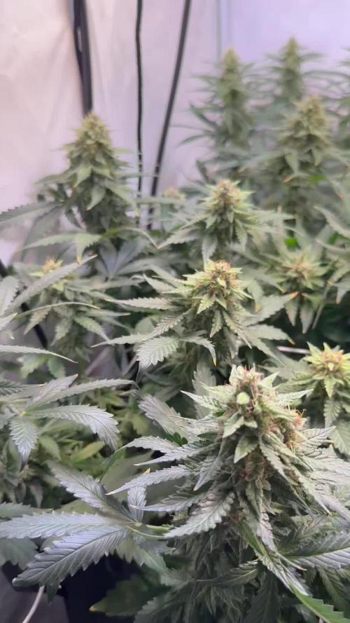 F1 Triploid Sticky Wasabi, Iced Sangria