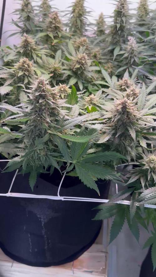 F1 Triploid Sticky Wasabi, Iced Sangria