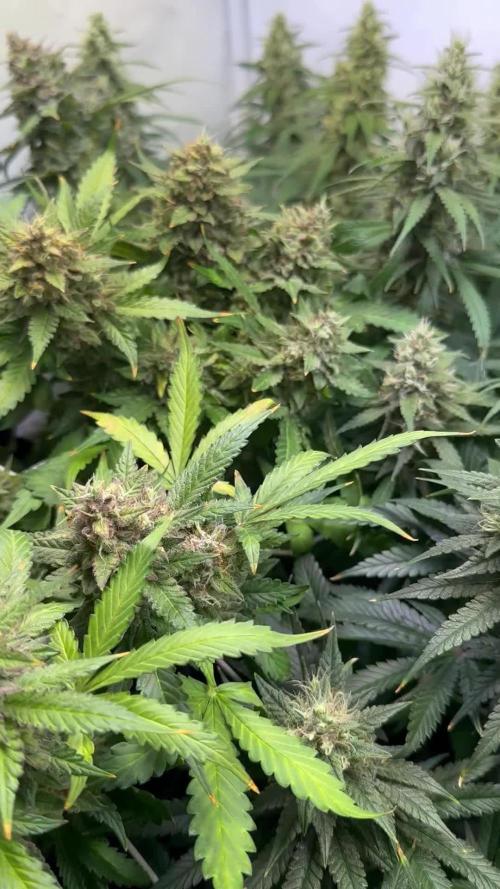 F1 Triploid Sticky Wasabi, Iced Sangria