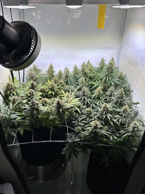 F1 Triploid Sticky Wasabi, Iced Sangria. Week 12