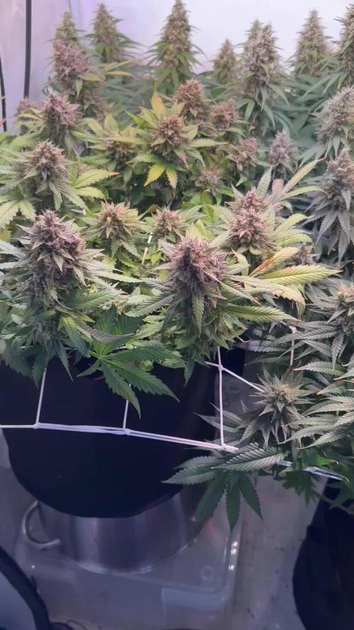 F1 Triploid Sticky Wasabi, Iced Sangria