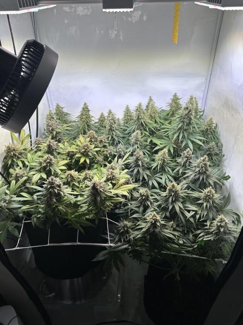 F1 Triploid Sticky Wasabi, Iced Sangria. Week 12