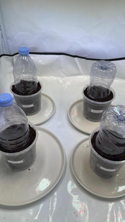 F1 Triploid Sticky Wasabi, Iced Sangria. Week 0