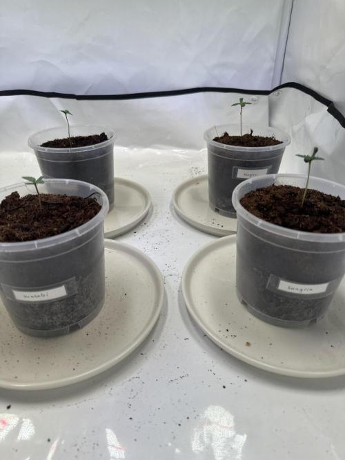 F1 Triploid Sticky Wasabi, Iced Sangria. Week 0