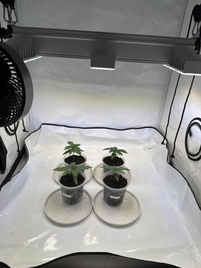 F1 Triploid Sticky Wasabi, Iced Sangria. Week 1