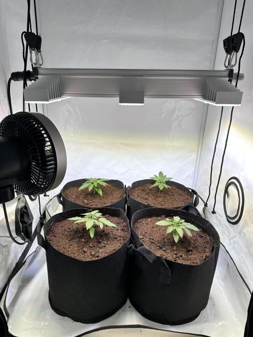 F1 Triploid Sticky Wasabi, Iced Sangria. Week 2