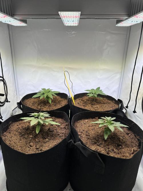 F1 Triploid Sticky Wasabi, Iced Sangria. Week 2